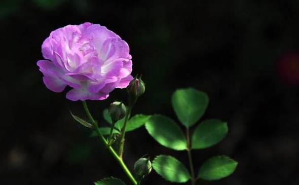 蔷薇花语是什么：代表着美好的爱情适合恋人间赠送