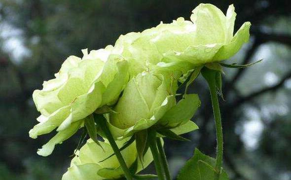绿玫瑰的花语是什么 我们的爱情永不老去