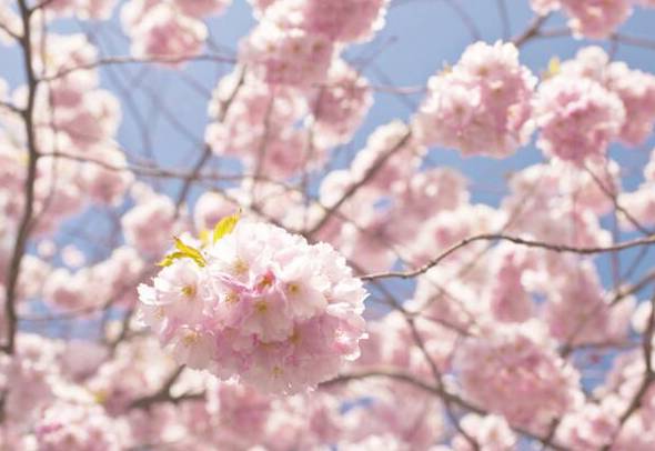 樱花的花语是什么象征 质朴纯洁的爱情[图片]