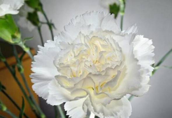 白色康乃馨的花语是什么 纯洁的友谊