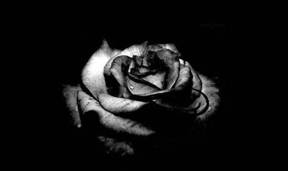 黑玫瑰的花语是什么 温柔真心送给你