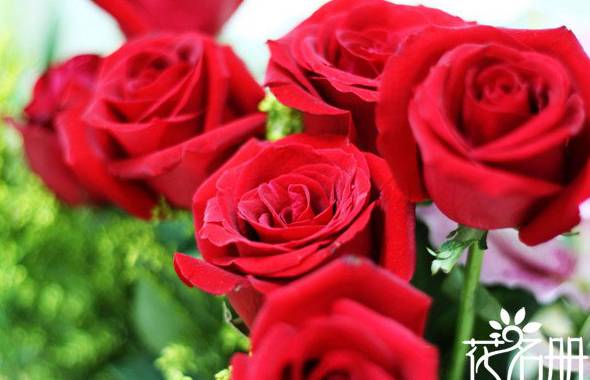 9朵玫瑰花语是什么：9朵玫瑰花语代表长久的爱