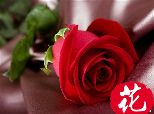7朵玫瑰代表什么：偷偷爱着你