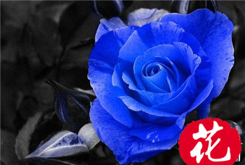 蓝玫瑰花语是什么：送蓝玫瑰代表什么意思