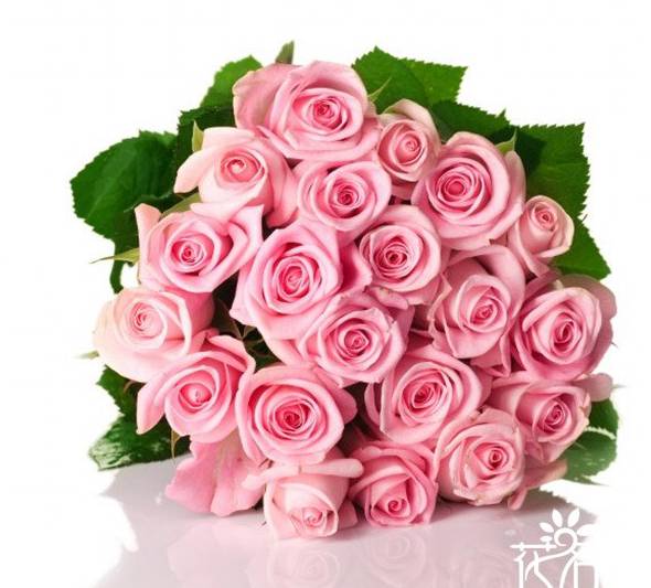 21朵粉玫瑰花语是什么：真诚的爱
