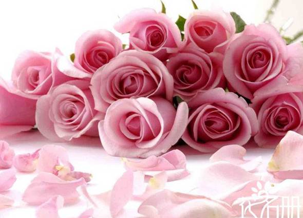 16朵粉玫瑰花语是什么：永不分离