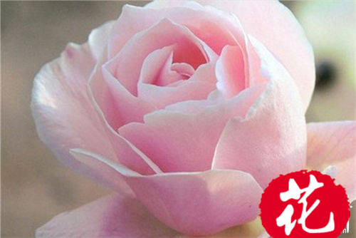 19朵粉玫瑰代表什么：19朵粉玫瑰花语是什么（爱的最高点）[图片]