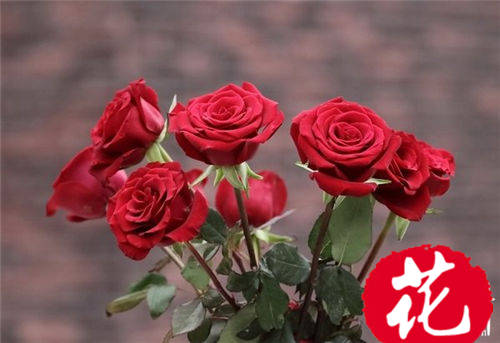 11朵红玫瑰花语是什么：一心一意的爱