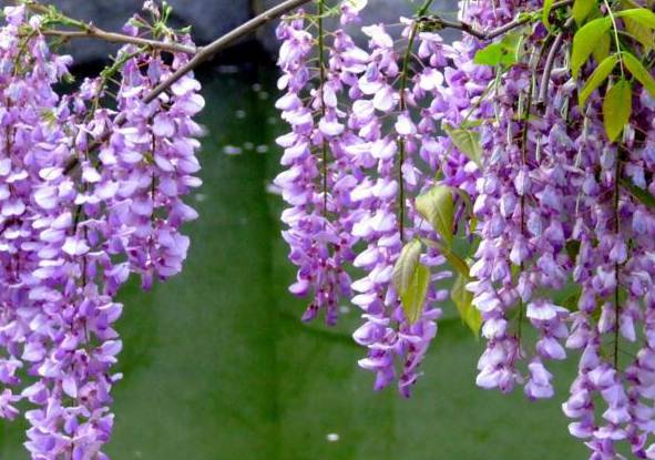 紫藤花的花语是什么：对你执着和沉迷的爱