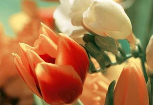 橙色郁金香花语是什么：永恒的爱和美好的回忆