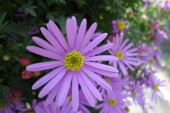紫色雏菊的花语是什么：高贵优雅与纯洁