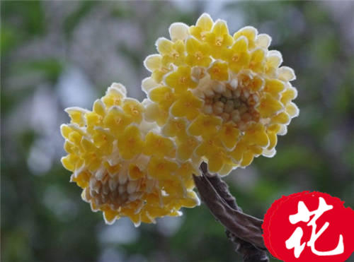 结香花的花语是什么：喜结连枝(中国的爱情树)[图片]