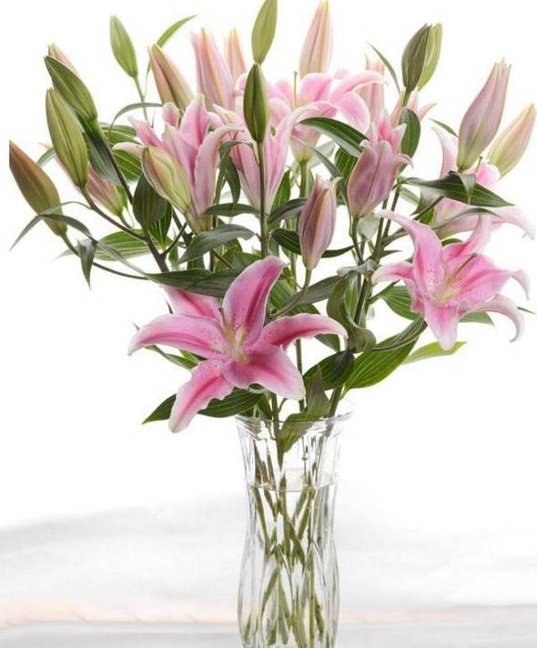 送粉色百合花是什么意思：12朵粉色百合花语(全部的爱)