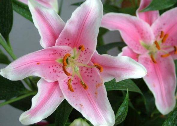 粉色香水百合花语：纯洁而持久的爱