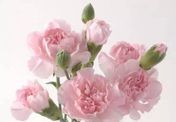粉红色康乃馨的花语