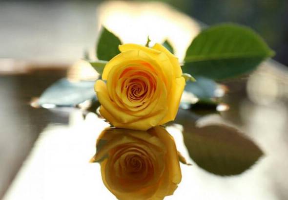黄玫瑰的花语是什么 纪念我们已逝的爱情
