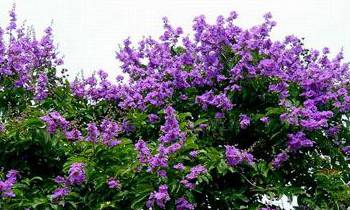 紫薇花的花语