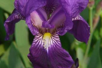 紫色鸢尾花的花语