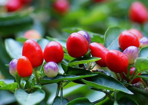 观赏辣椒种植 一年四季均可播种繁殖
