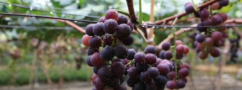 葡萄是什么季节成熟