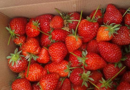 草莓怎么保存 洗干净沥去水放在保鲜盒冷冻[图片]