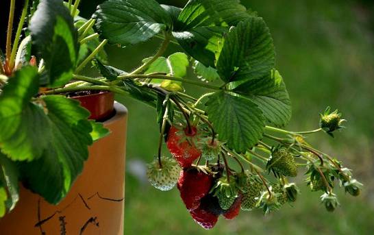 盆栽草莓怎样种植 苗期注意浇水 除虫、草