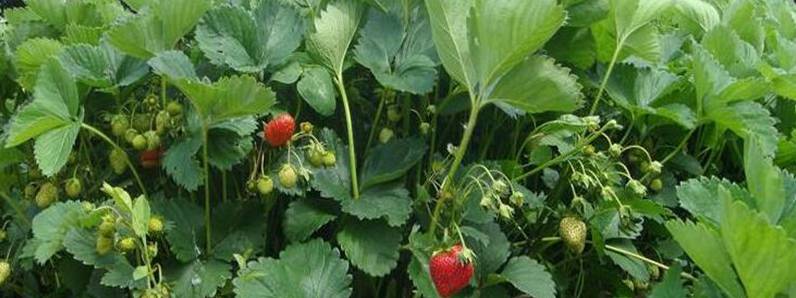 盆栽草莓的种植方法[图片]