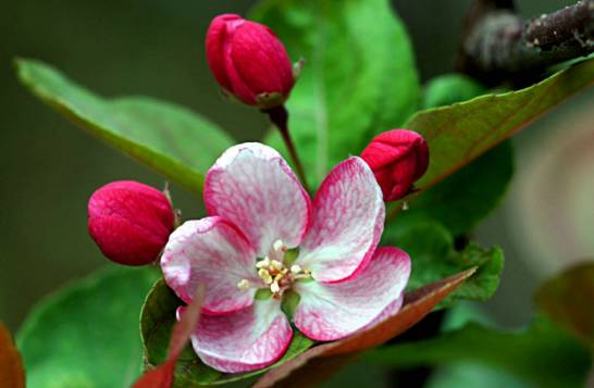 秋海棠的花期 普通的秋海棠花期一般在7月份